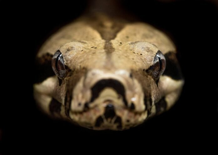 The Biggest Snake In New Jersey