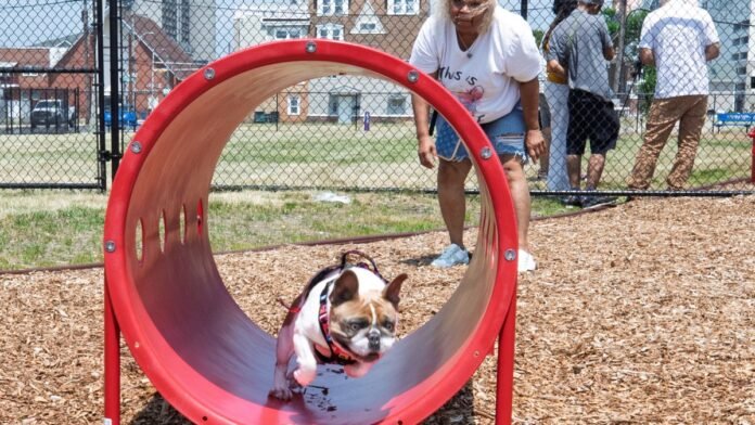 A new dog park opened in Atlantic City on June 26, 2025 – NBC10 Philadelphia