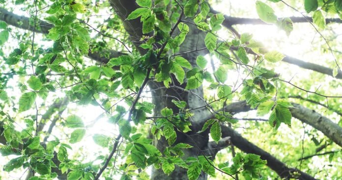 Beech Leaf Disease Threatens NYC Trees: Here’s the Good News
