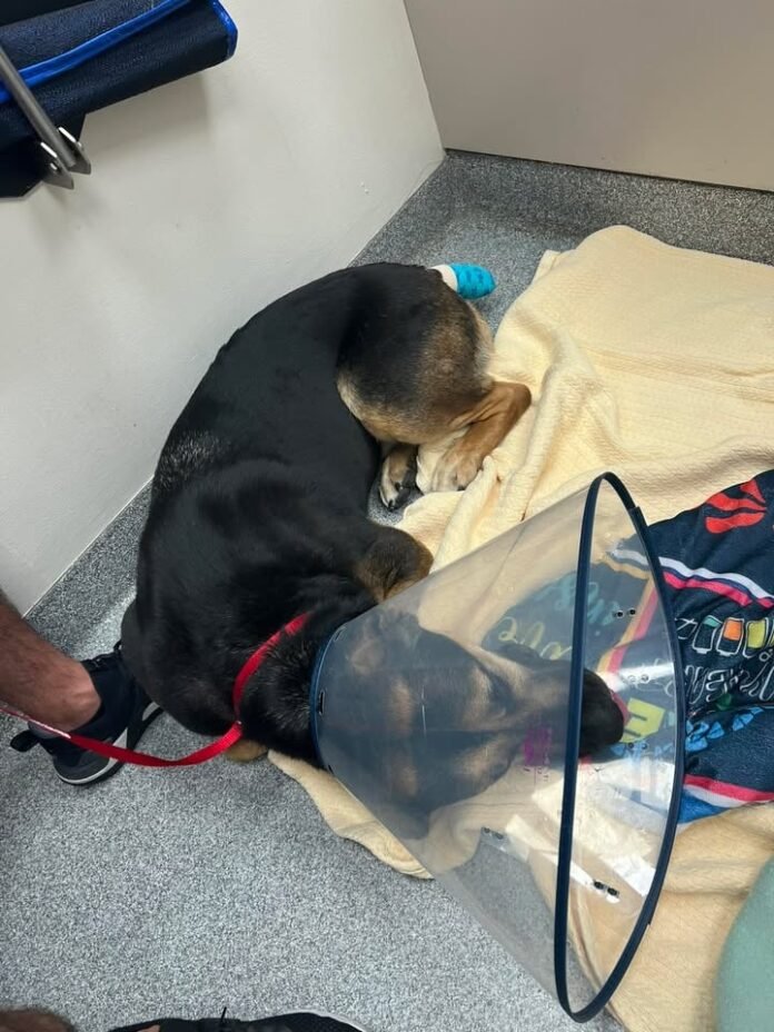 Burlington police K-9 Dutch recovering after tail surgery