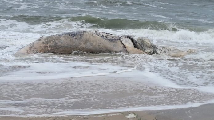 Decomposed humpback whale washes ashore on Long Beach Island