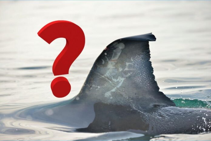 Did a shark bite land a NJ man in the hospital?
