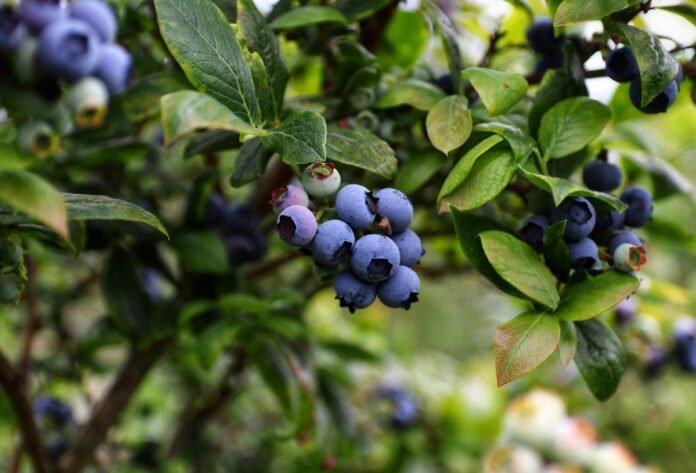 How To Keep Your Berries Fresher For Longer In New Jersey