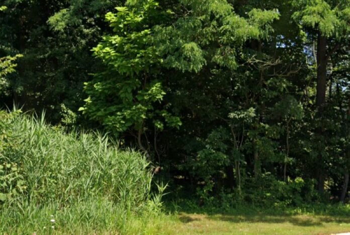 Mountain Lion Seen Two Times in Morris County, NJ