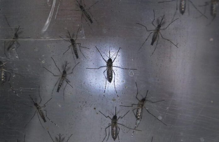 New Yorkers Told To Brace For Brutal, Deadly Mosquito Surge