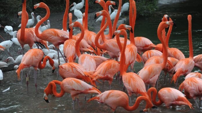 New flamingo habitat opens at the Philadelphia Zoo – NBC10 Philadelphia