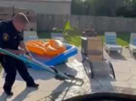 Texas deputy wrangles alligator with makeshift lasso