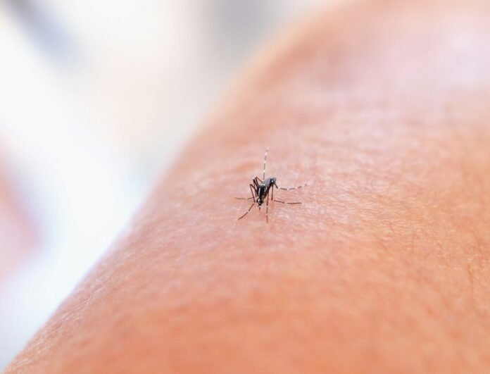 What You Need To Know About Mosquito-Borne Diseases