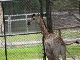Baby giraffe born at Six Flags Great Adventure – NBC10 Philadelphia