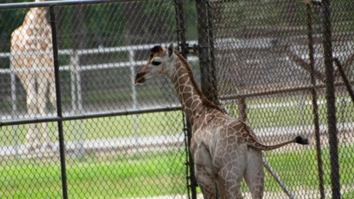 Baby giraffe born at Six Flags Great Adventure – NBC10 Philadelphia