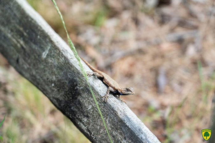 Eastern Fence Lizard Caught Basking In Jackson