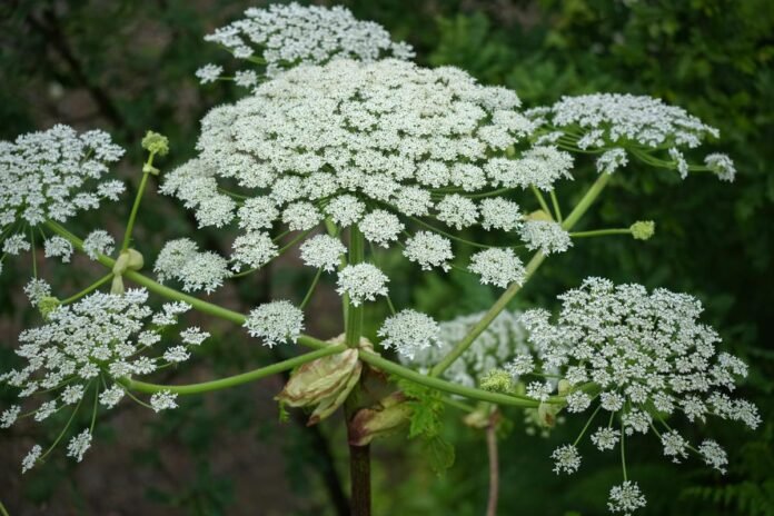 How To Identify And Avoid Dangerous Giant Hogweed In New York
