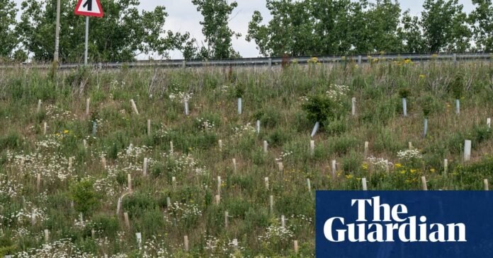 How a £1.5bn ‘wildlife-boosting’ bypass became an environmental disaster | Environment