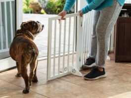 How to Pet-Proof Your Home for a New Puppy or Kitten