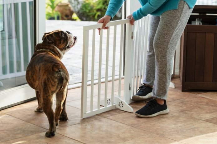 How to Pet-Proof Your Home for a New Puppy or Kitten