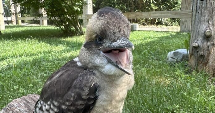 Kookaburra chick hatches at Cape May County zoo