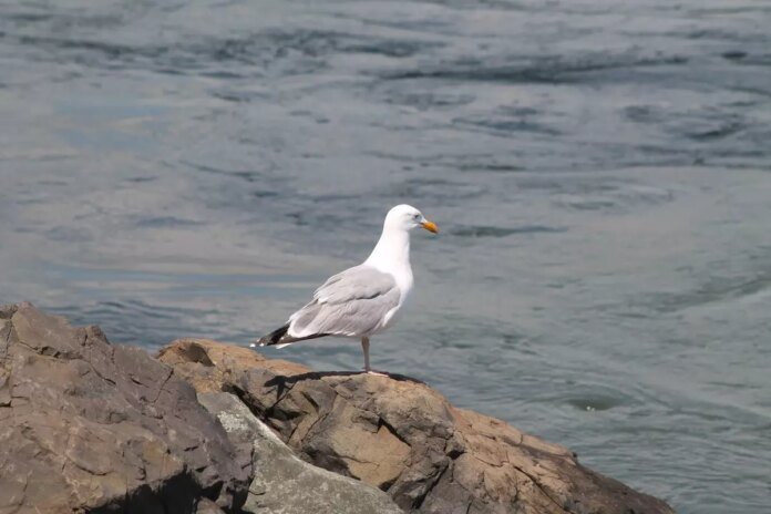 Ocean City, Margate, Asbury Park, Beach Haven