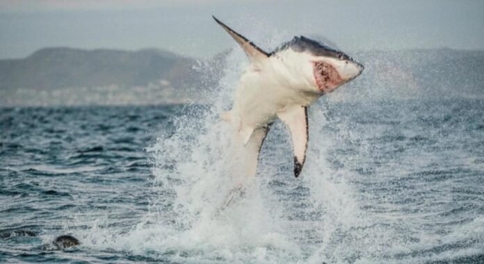 "True Ocean Giant" Lurking Near New York Raises New Fears