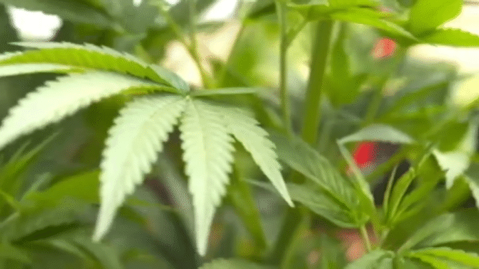Recreational marijuana sales begin in Delaware – NBC10 Philadelphia