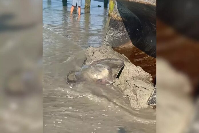Watch As Ventnor Public Works Team Rescues Stingray In Labor